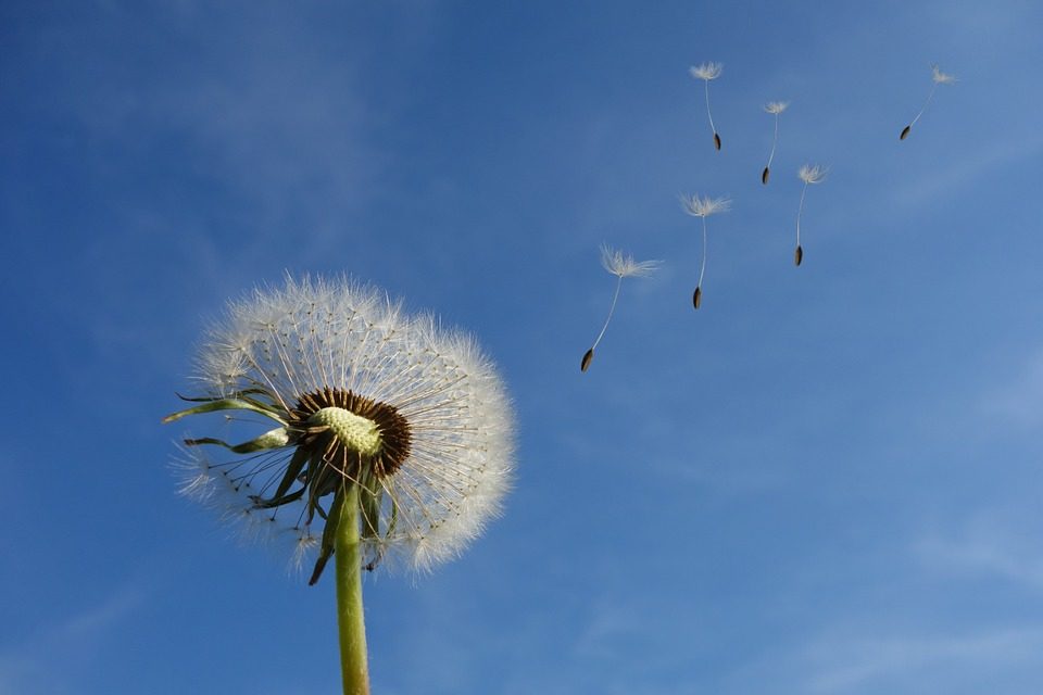 pusteblume-c-cc0