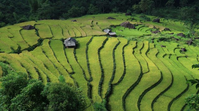 Nassreisanbau in Vietnam