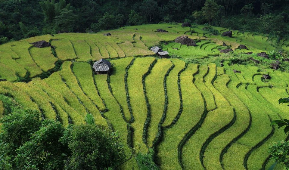 Nassreisanbau in Vietnam