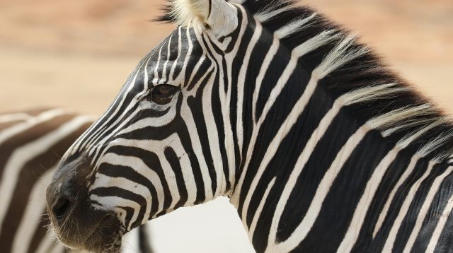 Das Zebra steht für die Investec Bank