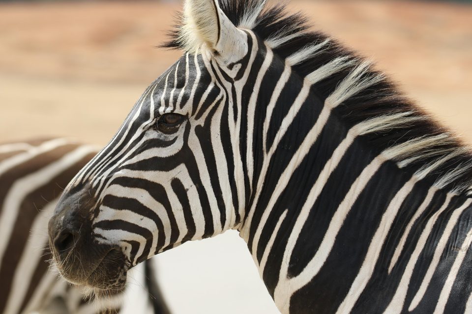 Das Zebra steht für die Investec Bank