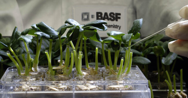 Wirkstofftest an Gurkenpflanzen im BASF-Agrarzentrum Limburgerhof