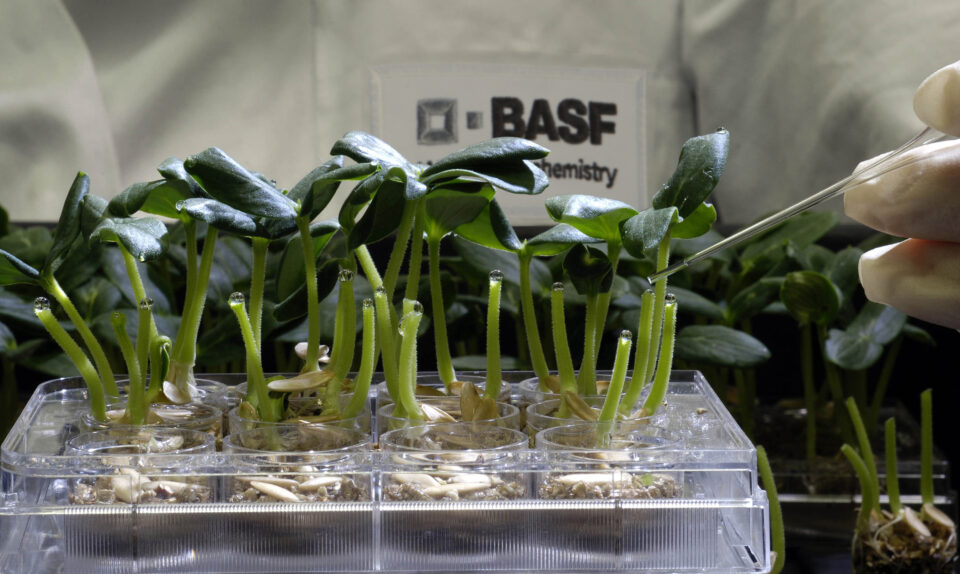 Wirkstofftest an Gurkenpflanzen im BASF-Agrarzentrum Limburgerhof