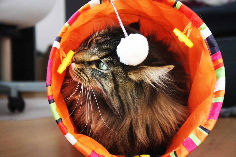 Spielzeug für Katzen