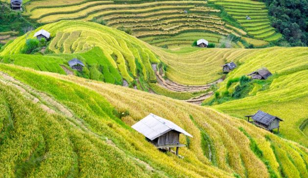 Das südostasiatische Land weiß den Handelskrieg für sich zu nutzen, auch wenn die Agrarproduktion zuletzt unter Druck stand.