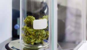 Medizinalcannabis-Anbieter profitieren von Lauterbachs Plänen