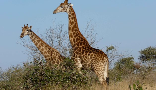 Giraffen bei Safari durch die Savanne Giraffen bei Safari durch die Savanne