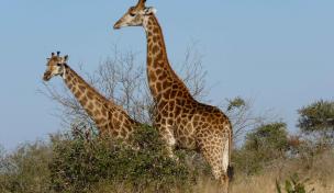Giraffen bei Safari durch die Savanne