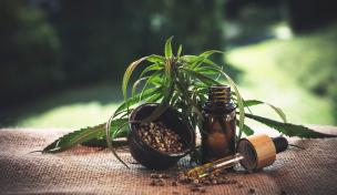 Hanfpflanze und CBD-Öl Hanfpflanze und CBD-Öl