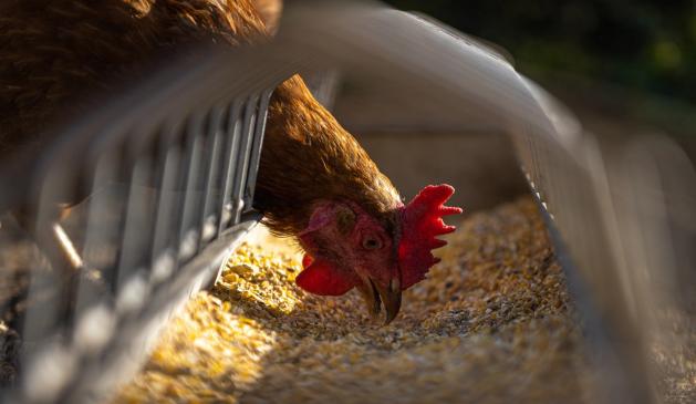 Huhn am Futtertrog Huhn am Futtertrog