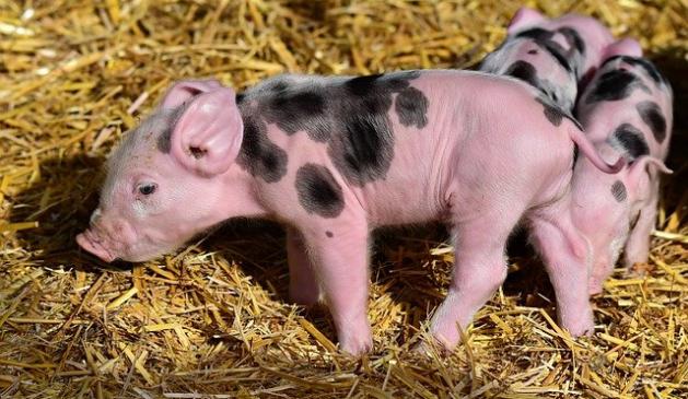 Tönnies erhält erste Angebote Tönnies erhält erste Angebote