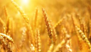 Ernte – Bauern bleiben cool Ernte – Bauern bleiben cool