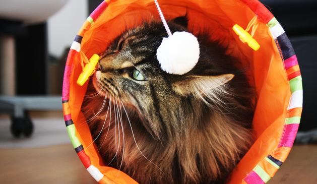 Spielzeug für Katzen Spielzeug für Katzen